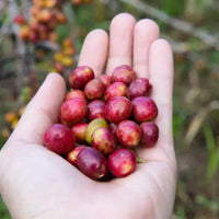 Mr. Collins Malibu Single Origin Decaf (5lbs bag) Mr. Collins