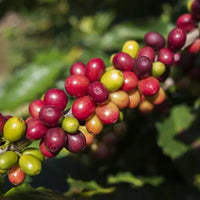 Mr. Collins Milano Blend (5lbs bag) Mr. Collins